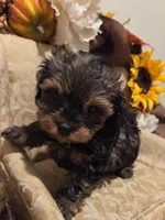 Teddy bear, a male Yorkipoo for sale in Rockwall, TX – Photo 3 of 4