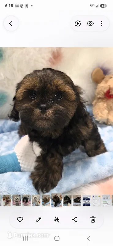 Teddy bear – Yorkipoo puppy for sale in Rockwall, TX