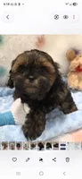 Teddy bear, a male Yorkipoo for sale in Rockwall, TX – 1 of 1