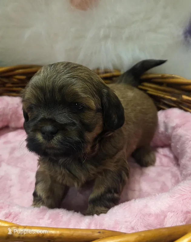 Teddy bear – Shihpoo puppy for sale in Rockwall, TX