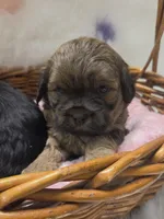Teddy bear, a male Shihpoo for sale in Rockwall, TX – Photo 2 of 2
