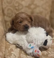 Miracle, a male Yorkipoo for sale in Rockwall, TX – 2 of 2