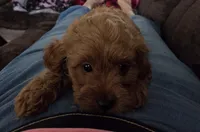 Red Rouge, a female Yorkipoo for sale in Rockwall, TX – 3 of 3