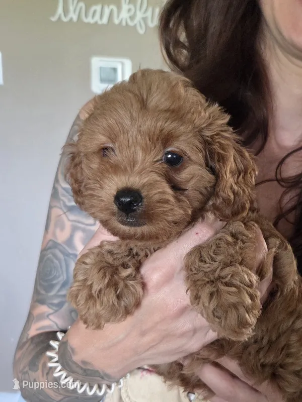 Red Rouge – Yorkipoo puppy for sale in Rockwall, TX