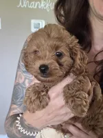 Red Rouge, a female Yorkipoo for sale in Rockwall, TX – 1 of 3
