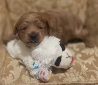 Rosie, a female Yorkipoo for sale in Rockwall, TX – 4 of 4