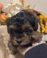 Princeton, a male Yorkipoo for sale in Rockwall, TX – Photo 4 of 6