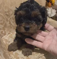 Princeton, a male Yorkipoo for sale in Rockwall, TX – Photo 3 of 6