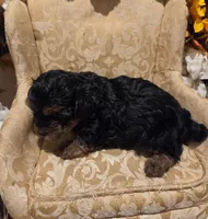 Princeton, a male Yorkipoo for sale in Rockwall, TX – Photo 5 of 6