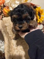 Princeton, a male Yorkipoo for sale in Rockwall, TX – Photo 6 of 6