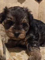 Princeton, a male Yorkipoo for sale in Rockwall, TX – Photo 1 of 6
