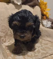Princeton, a male Yorkipoo for sale in Rockwall, TX – Photo 2 of 6