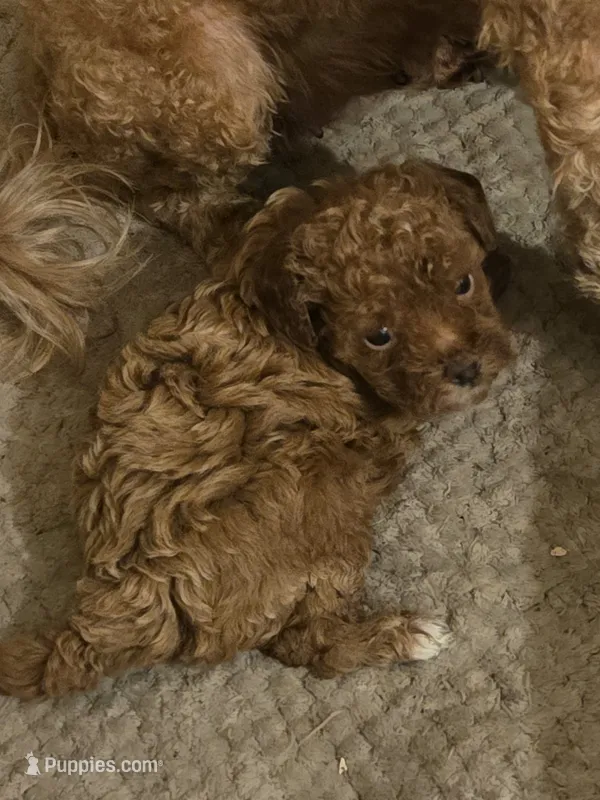 Rosie – Poodle - Toy  puppy for sale in Rockwall, TX