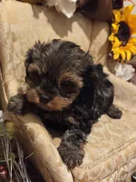 Jackson, a male Shihpoo for sale in Rockwall, TX – Photo 3 of 3
