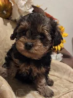 Jackson, a male Shihpoo for sale in Rockwall, TX – Photo 1 of 3