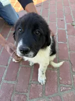 Blackie, a female Newfoundland and Central Asian Shepherd for sale in Agua Dulce, CA – 1 of 9
