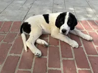 Big Timmy, a male Newfoundland and Central Asian Shepherd for sale in Agua Dulce, CA – 8 of 8