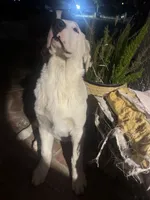 Sonic, a female Newfoundland and Central Asian Shepherd for sale in Agua Dulce, CA – 6 of 7