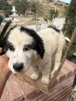 Tao, a male Newfoundland and Central Asian Shepherd for sale in Agua Dulce, CA – 9 of 10