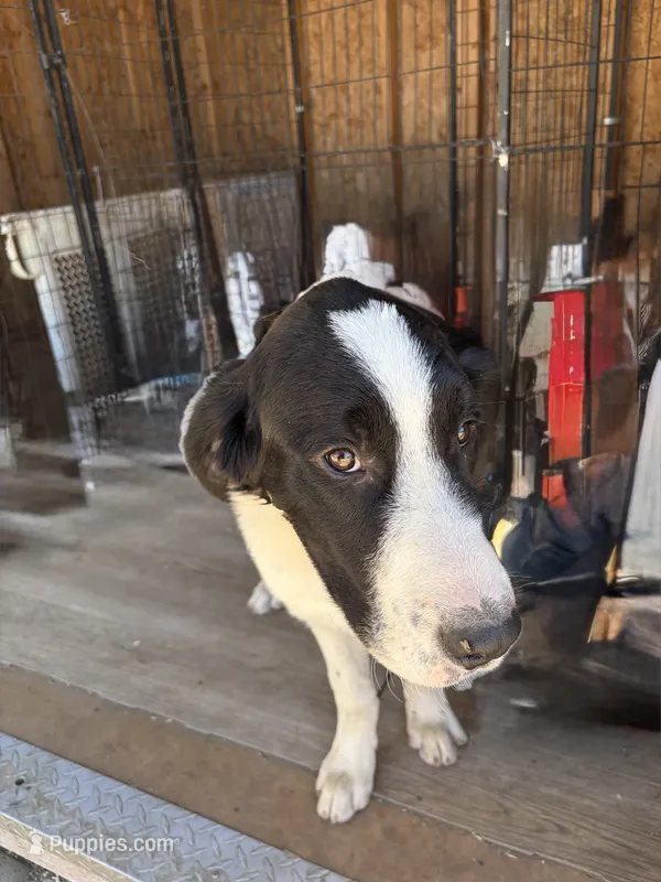 Simba – Newfoundland, Central Asian Shepherd puppy for sale in Agua Dulce, CA