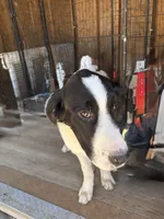 Simba, a male Newfoundland and Central Asian Shepherd for sale in Agua Dulce, CA – 1 of 6