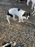Big Timmy, a male Newfoundland and Central Asian Shepherd for sale in Agua Dulce, CA – 4 of 8