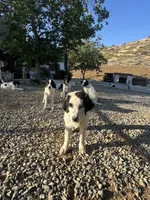 Tao, a male Newfoundland and Central Asian Shepherd for sale in Agua Dulce, CA – 6 of 10