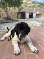 Blackie, a female Newfoundland and Central Asian Shepherd for sale in Agua Dulce, CA – 7 of 9