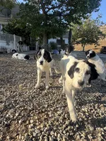 Tao, a male Newfoundland and Central Asian Shepherd for sale in Agua Dulce, CA – 5 of 10