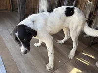 Timmy, a male Newfoundland and Central Asian Shepherd for sale in Agua Dulce, CA – 3 of 3