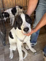 Big Timmy, a male Newfoundland and Central Asian Shepherd for sale in Agua Dulce, CA – 2 of 8
