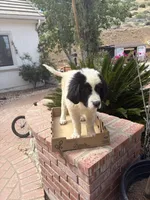 Zorro, a male Newfoundland and Central Asian Shepherd for sale in Agua Dulce, CA – 4 of 7