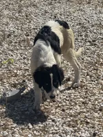 Nelli, a female Newfoundland and Central Asian Shepherd for sale in Agua Dulce, CA – 4 of 10