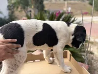 Simba, a male Newfoundland and Central Asian Shepherd for sale in Agua Dulce, CA – 5 of 6