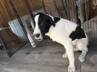 Simba, a male Newfoundland and Central Asian Shepherd for sale in Agua Dulce, CA – 3 of 6