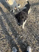 Blackie, a female Newfoundland and Central Asian Shepherd for sale in Agua Dulce, CA – 5 of 9