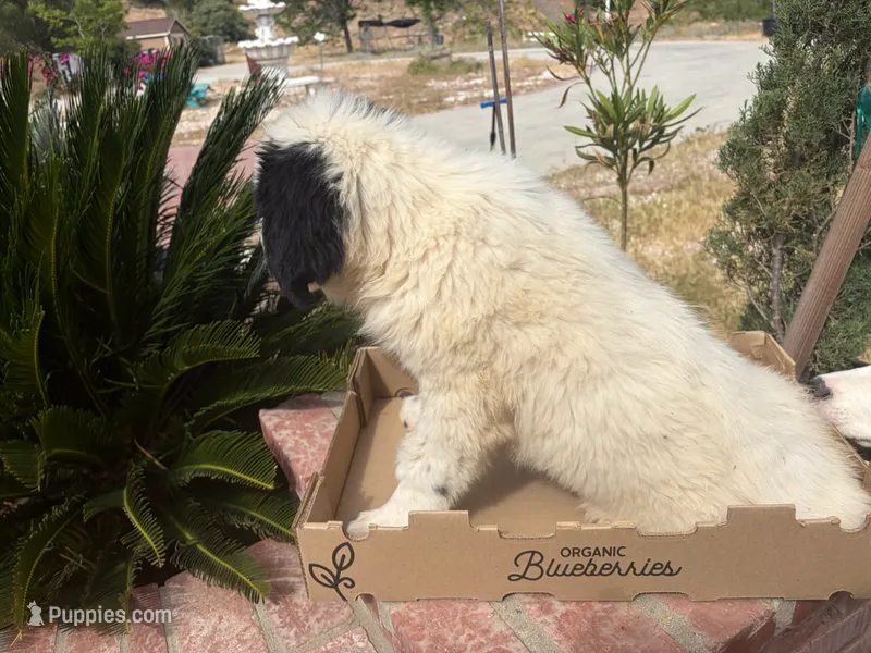 Zorro – Newfoundland, Central Asian Shepherd puppy for sale in Agua Dulce, CA