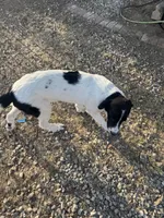 Big Timmy, a male Newfoundland and Central Asian Shepherd for sale in Agua Dulce, CA – 5 of 8
