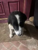 Nelli, a female Newfoundland and Central Asian Shepherd for sale in Agua Dulce, CA – 5 of 10