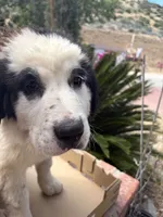 Tao, a male Newfoundland and Central Asian Shepherd for sale in Agua Dulce, CA – 10 of 10
