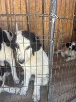 Tao, a male Newfoundland and Central Asian Shepherd for sale in Agua Dulce, CA – 4 of 10