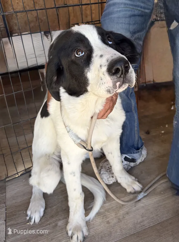 Big Timmy – Newfoundland, Central Asian Shepherd puppy for sale in Agua Dulce, CA