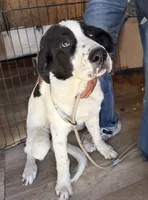 Big Timmy, a male Newfoundland and Central Asian Shepherd for sale in Agua Dulce, CA – 1 of 8