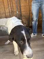 Timmy, a male Newfoundland and Central Asian Shepherd for sale in Agua Dulce, CA – 1 of 3