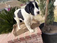 Simba, a male Newfoundland and Central Asian Shepherd for sale in Agua Dulce, CA – 6 of 6