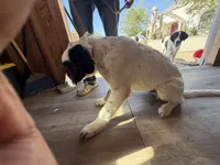 Zorro, a male Newfoundland and Central Asian Shepherd for sale in Agua Dulce, CA – 5 of 7