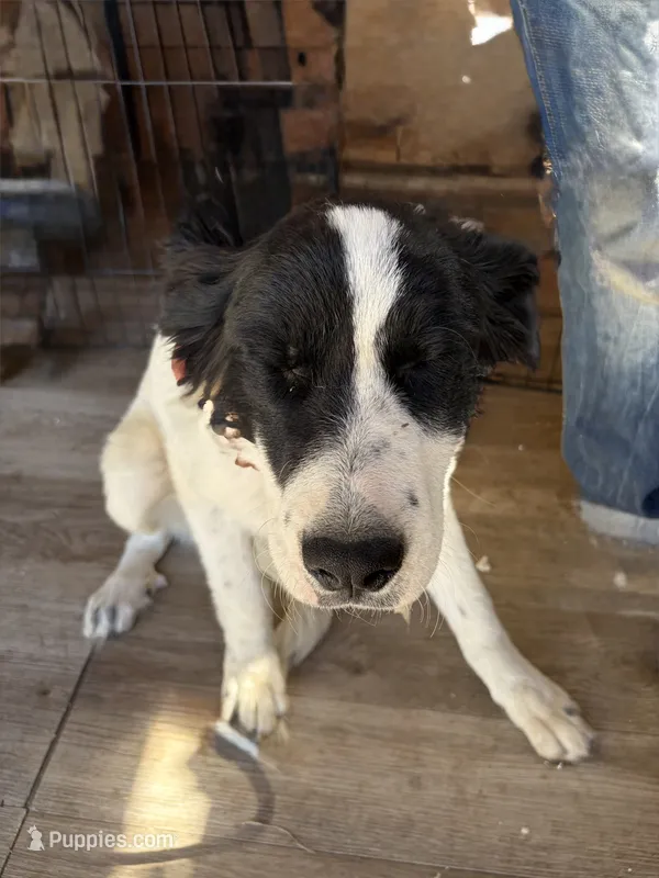 Nelli – Newfoundland, Central Asian Shepherd puppy for sale in Agua Dulce, CA