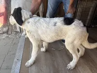Tao, a male Newfoundland and Central Asian Shepherd for sale in Agua Dulce, CA – 2 of 10