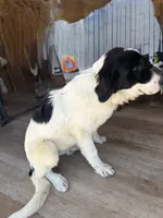 Nelli, a female Newfoundland and Central Asian Shepherd for sale in Agua Dulce, CA – 2 of 10