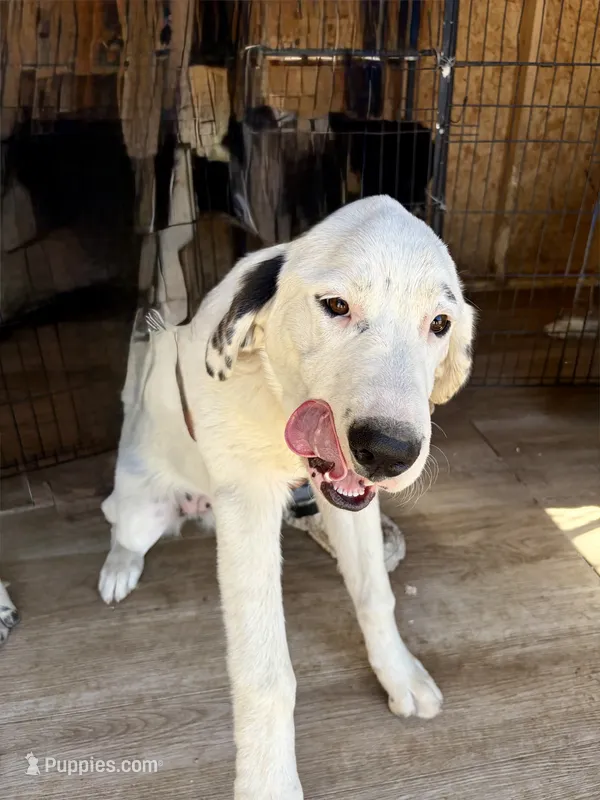 Sonic – Newfoundland, Central Asian Shepherd puppy for sale in Agua Dulce, CA